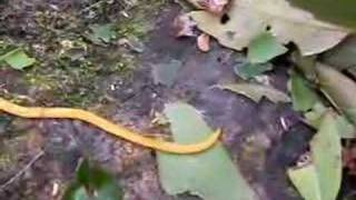 preview picture of video 'Land planarian (Bipalium ssp.) from Ishigaki Island (Japan)'