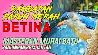 Download lagu Rambatan paruh merah BETINA GACOR untuk memancing jantan | RPM masteran hits 2022 mp3 Download lagu Rambatan paruh merah BETINA GACOR untuk memancing jantan | RPM masteran hits 2022 mp3