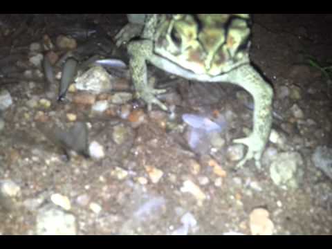 Peacocks and frogs feeding together at night.