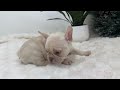 French Bulldog dogs for sale: Mary - Video 1