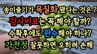 9월 샤인머스켓 수확기 판단, 감사비료, 수확기 물관리, 가전정