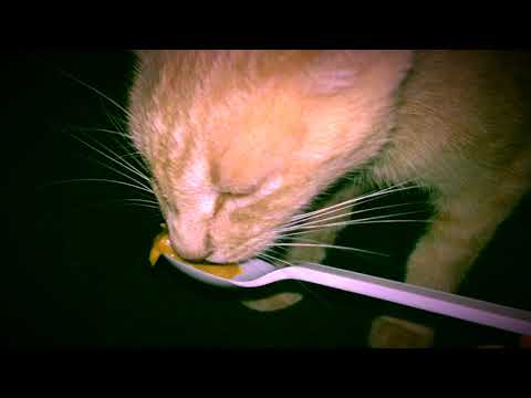 Asmr #1 Cat Eat Peanut Butter