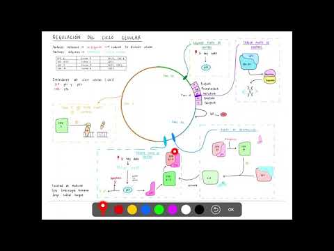REGULACIÓN DEL CICLO CELULAR