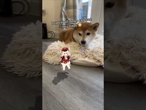 Dogs can see this AR Klee filter on TikTok (Genshin Impact)