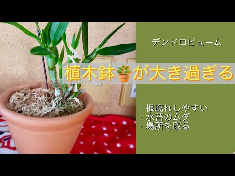 巨大なブタクサ、ヘラクレスの多年草 植物