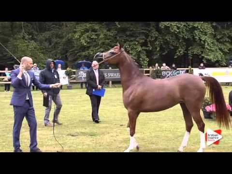 N.151 BASMA AM - Bruges 2015 International - Fillies 3 years old (Class 105)