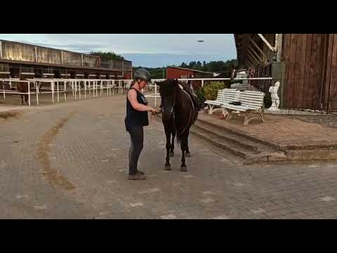 Entwicklung der Seitengänge an der Hand