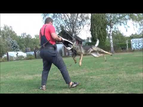 Chira Zde-Sko - 12 months, protection