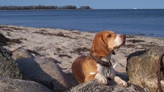 preview picture of video 'Beagle Barney on the beach in spring'
