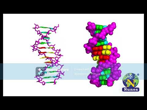 DNA Model