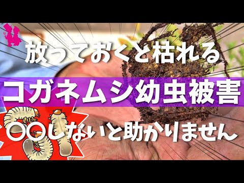 植木鉢にいるコガネムシの幼虫を駆除するにはどうすればよいですか？確実なヒント  庭園