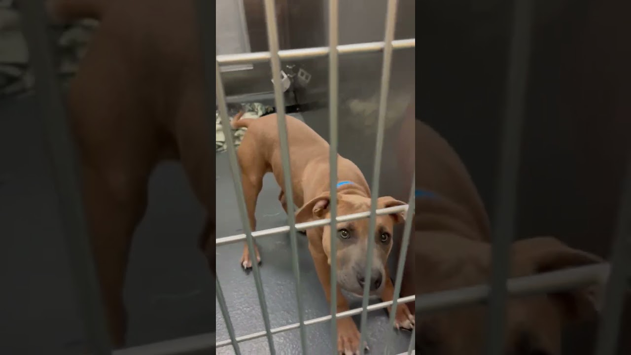 Endorphins, a Adoptable Mixed Breed in Memphis, TN video 2/2