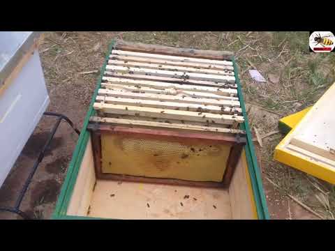 , title : 'نتائج خلية النحل الطولية 21 اطار/تجربة تربية النحل'