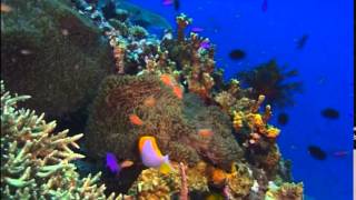 Australia Keeps Fingers Crossed UNESCO Won't Blacklist Great Barrier Reef