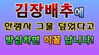 [텃밭농부.826]   한랭사 그물 덮었다고 방심하면 이꼴납니다. #김장배추재배