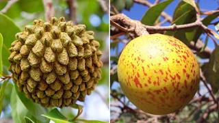 30 FRUTAS INCRÍVEIS NATIVAS DO CERRADO BRASILEIRO
