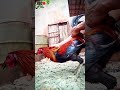 Latih Ayam Aduansejak Dini Biar Ayam Memiliki Gaya Bertarung Brutal Dan Memiliki Karakter Kaki Getar