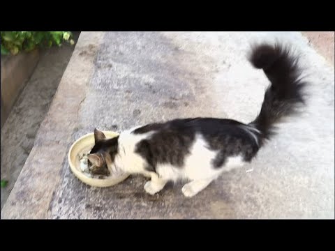 💓This beautiful homeless cat is Inessa | I feed homeless animals