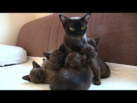 Brown Burmese Kittens 15 04 20