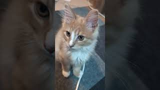 可愛い子猫ちゃん #猫 #子ネコ #可愛い猫動画 #cute