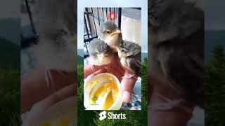 Download lagu lolohan anak ciblek gunung cigun mp3