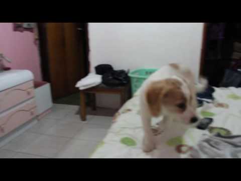 cachorra no soporta verse en el espejo