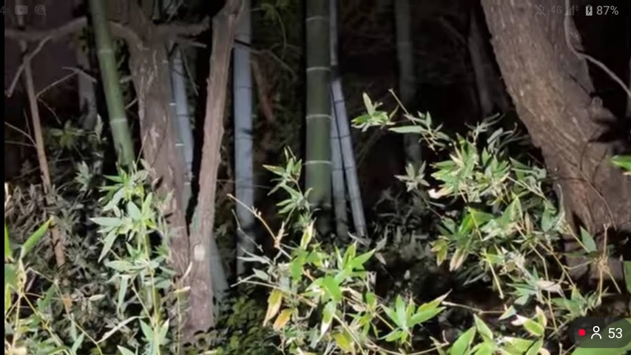 都内N公園を探索！怪現象も