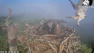 Louis the Loch Arkaig Osprey is late bringing breakfast but it's worth waiting for! 24 Aug 2026
