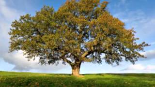 "The Way I Feel".  Audio by Gordon Lightfoot.  Video by Bob Perkins