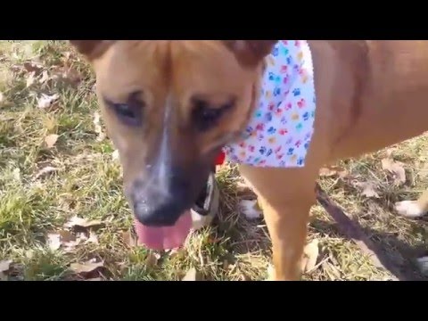 Mica, an adopted Boxer & Terrier Mix in Salem, MO_image-1
