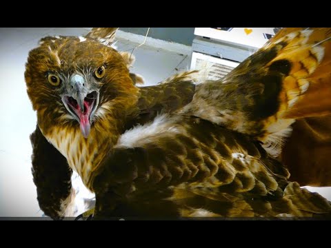 .. RED-TAILED-HAWK .. WILL HE SURVIVE....????? ..