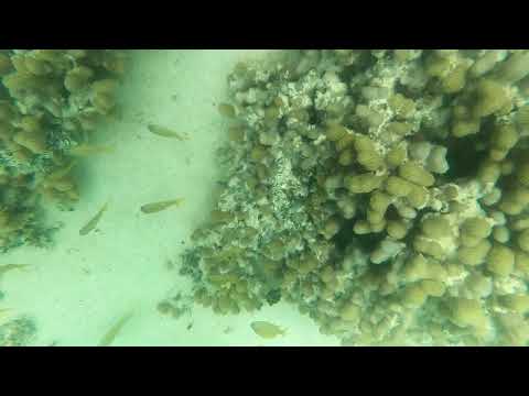 Swimming with a school of French Grunts over Clubtip Finger Coral