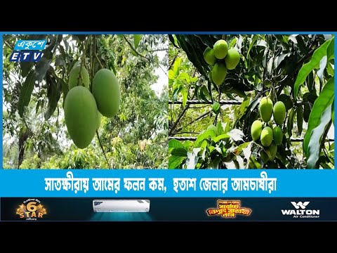 বৈরি আবহাওয়ায় এবার সাতক্ষীরায় আমের ফলন কম,  হতাশ জেলার আমচাষীরা | ETV News