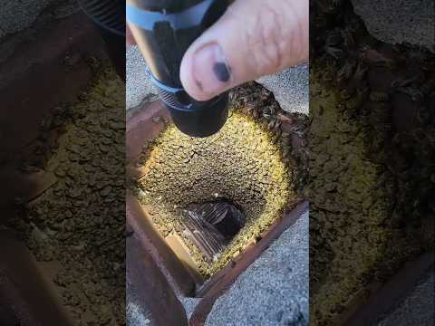 Thousands of Bees in a Chimney!