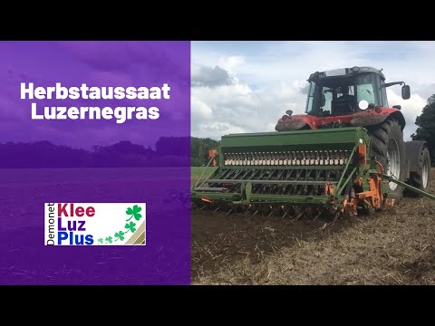 Autumn sowing of alfalfa grass