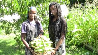 First fruit gathering of our delicious corn. Praise the Most High