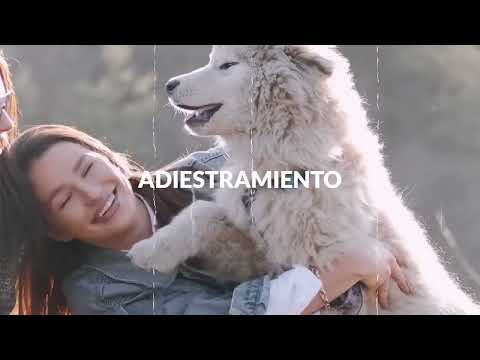 Curso de Educación y Adiestramiento Canino Profesional