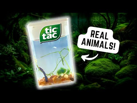 Aquarium with REAL Plants and Animals in Tic Tac Box! 🐟🐠 #aquarium #ecosystem #fishtank #aquascape