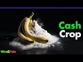 How Drug Cartels Hijacked The Banana Industry