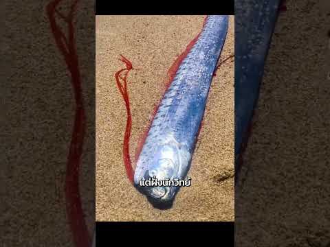 ล่าสุด! ปลาวันสิ้นโลกโผล่พร้อมกัน 2 ตัว สัญญาณภัยพิบัติจริงไหม? #oarfish