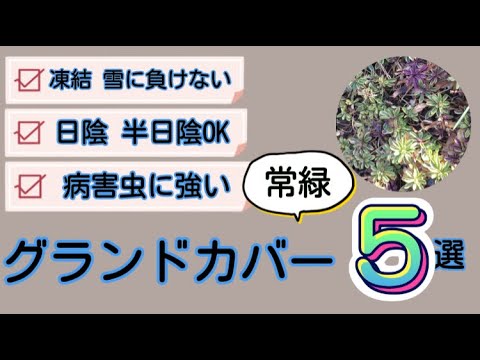 最高の常緑グランドカバー トピックス