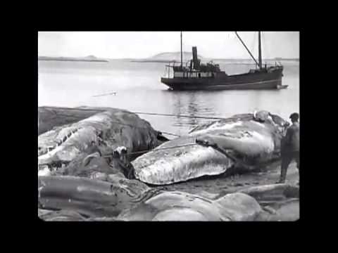 Ventress - Typhon [Svreca Remix] - Edit Select