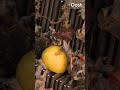 Dit spoelen de meeste mensen door de wc | RTV Oost