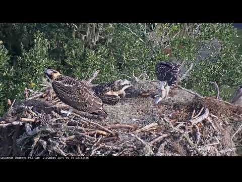 Osprey Chick Stretches Wings, While Sibling Dines On A Fish – June 10, 2019
