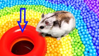 🐹 Hamster Escapes the Pool