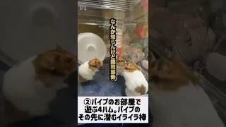 【②パイプの先にあるものは】 #ゴールデンハムスター #ゴルハム #ハムスター #小動物 #パイプ #ホイールサークル #イライラ棒 #ひろゆき