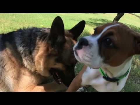 Stick Wars ep.5 - Samson Strikes Back