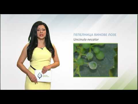 Zelena prognoza, 20.6.2017. - O stanju u zasadima vinove loze