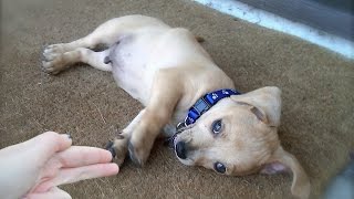 Funny Animals Playing Dead 2014 [HD]