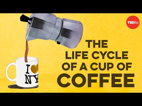 The Life-cycle of an Average Coffee Bean is Fascinating